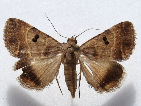 /filer/webapps/moths/media/images/M/moderata_Plecopterodes_A_Goff_01.jpg