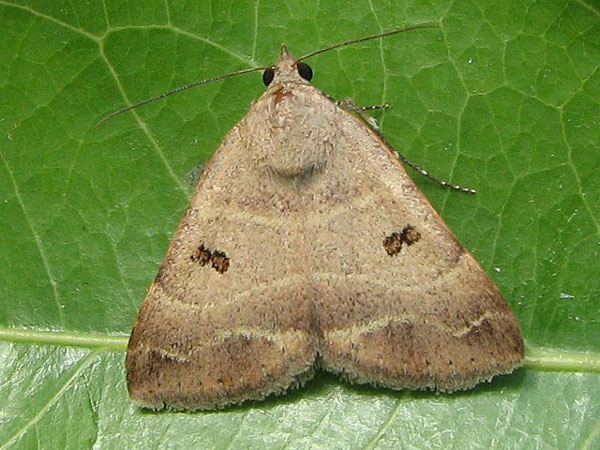 /filer/webapps/moths/media/images/M/moderata_Plecopterodes_A_Goff_02.jpg