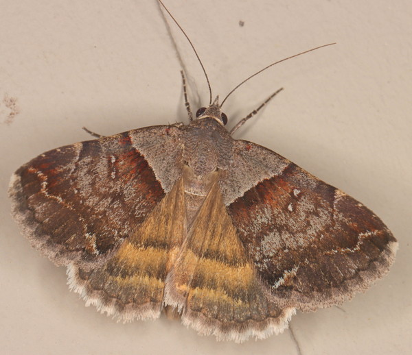 /filer/webapps/moths/media/images/M/moderata_Plecopterodes_A_Heyns_01.jpg