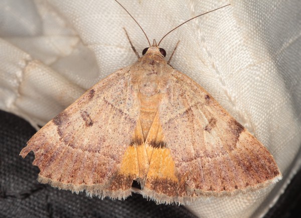 /filer/webapps/moths/media/images/M/moderata_Plecopterodes_A_Heyns_02.jpg