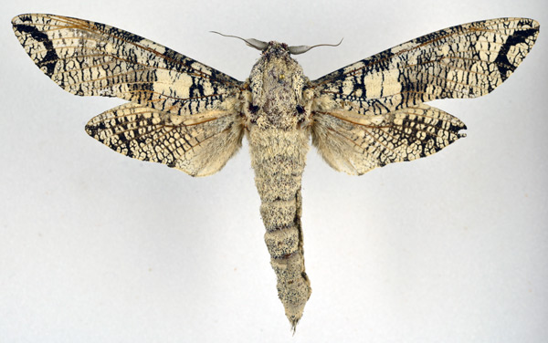 /filer/webapps/moths/media/images/M/moderata_Strigocossus_AM_NHMO_01.jpg