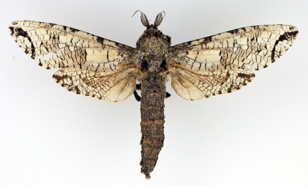 /filer/webapps/moths/media/images/M/moderata_Strigocossus_AM_TMSA_01.jpg