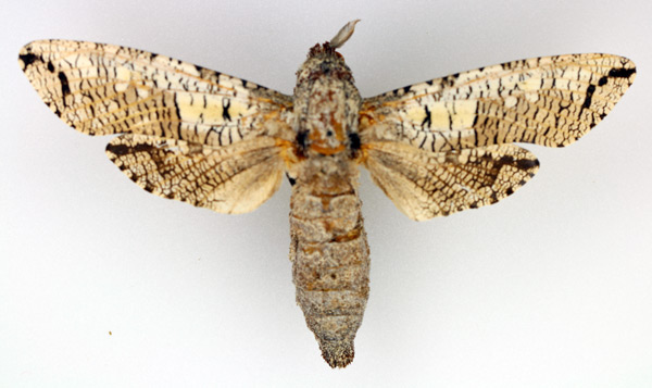 /filer/webapps/moths/media/images/M/moderata_Strigocossus_AM_TMSA_02.jpg