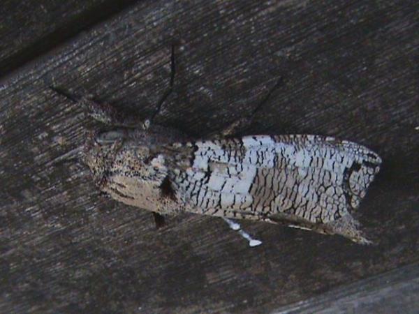 /filer/webapps/moths/media/images/M/moderata_Strigocossus_A_Guyonnet_UUwKUIS.jpg