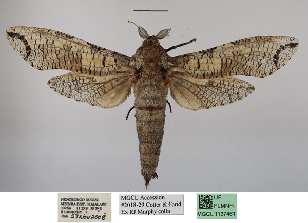 /filer/webapps/moths/media/images/M/moderata_Strigocossus_A_MGCLa_01_AuWRP0d.JPG