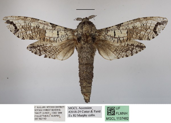 /filer/webapps/moths/media/images/M/moderata_Strigocossus_A_MGCLa_02_VZjpHMJ.JPG