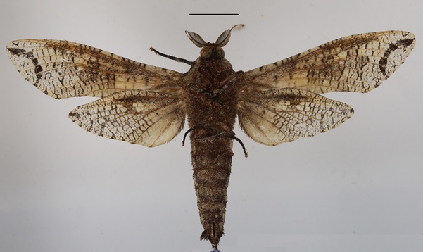 /filer/webapps/moths/media/images/M/moderata_Strigocossus_A_MGCLb_01_u3klNE4.JPG