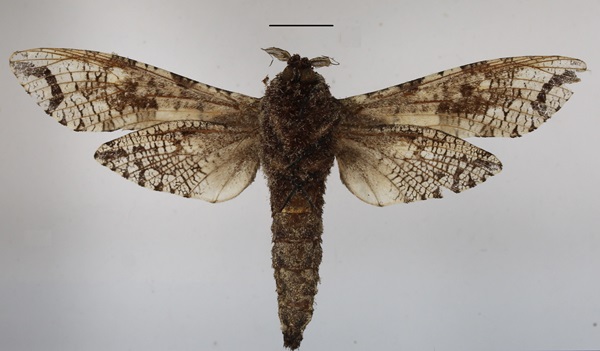 /filer/webapps/moths/media/images/M/moderata_Strigocossus_A_MGCLb_02_9H1mEyG.JPG