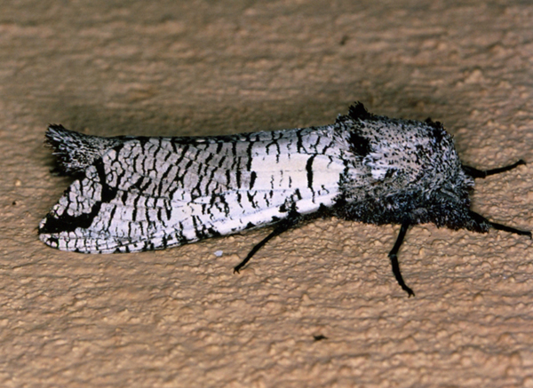 /filer/webapps/moths/media/images/M/moderata_Strigocossus_A_Roland_03.jpg