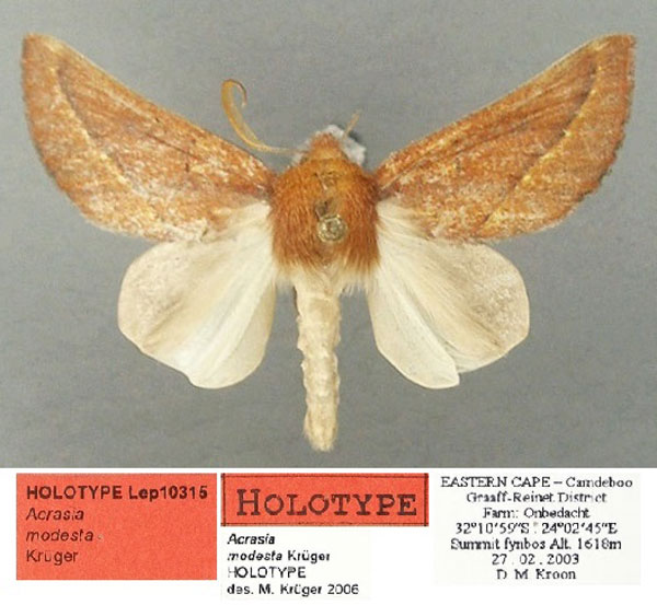 /filer/webapps/moths/media/images/M/modesta_Acrasia_HT_TMSA.jpg