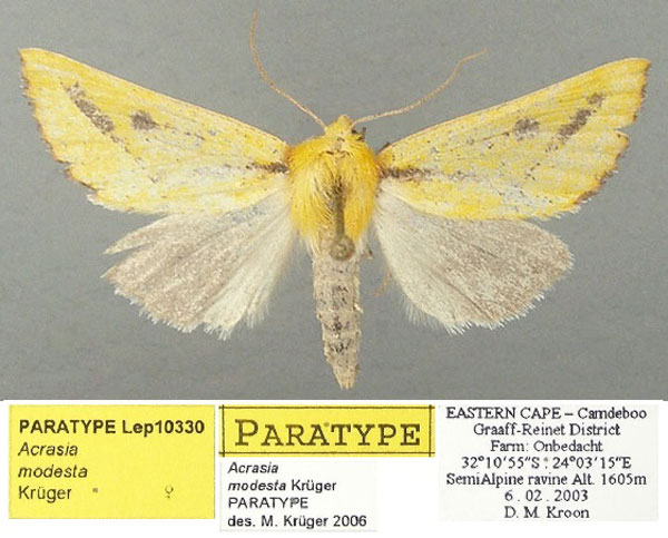 /filer/webapps/moths/media/images/M/modesta_Acrasia_PTF_TMSA.jpg
