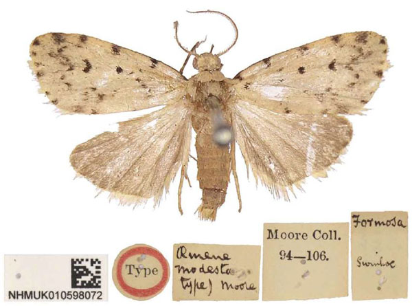/filer/webapps/moths/media/images/M/modesta_Aemene_LT_BMNH.jpg