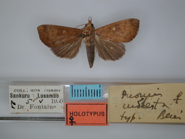 /filer/webapps/moths/media/images/M/modesta_Anomis_HT_RMCA_01.jpg