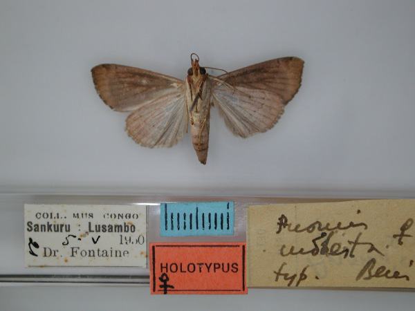 /filer/webapps/moths/media/images/M/modesta_Anomis_HT_RMCA_02.jpg