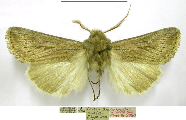 /filer/webapps/moths/media/images/M/modesta_Centrartha_HT_TMSA.jpg