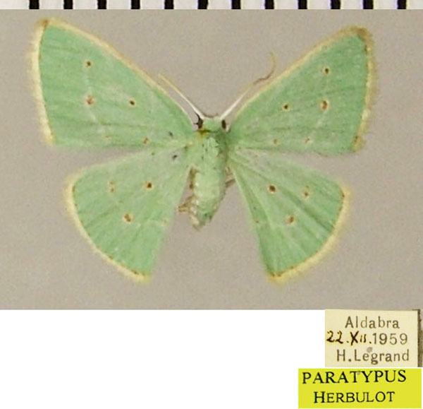 /filer/webapps/moths/media/images/M/modesta_Comostolopsis_PTF_ZSMa.jpg