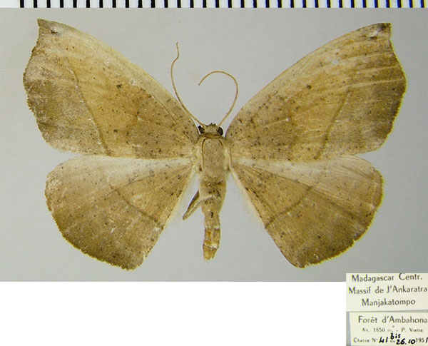 /filer/webapps/moths/media/images/M/modesta_Epigynopteryx_AF_ZSM.jpg