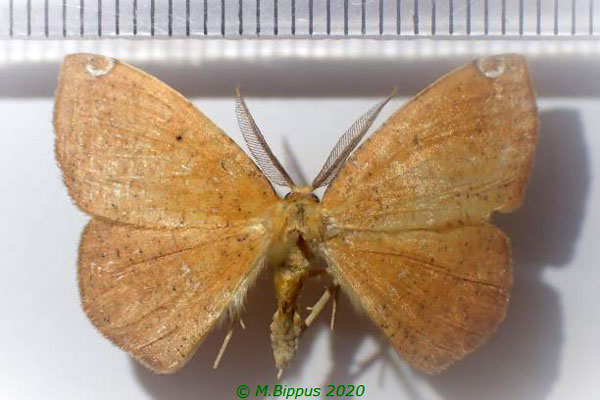 /filer/webapps/moths/media/images/M/modesta_Epigynopteryx_AM_Bippus.jpg