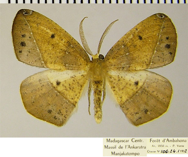 /filer/webapps/moths/media/images/M/modesta_Epigynopteryx_AM_ZSMa.jpg