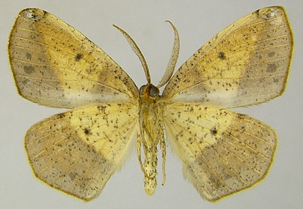 /filer/webapps/moths/media/images/M/modesta_Epigynopteryx_AM_ZSMb.jpg