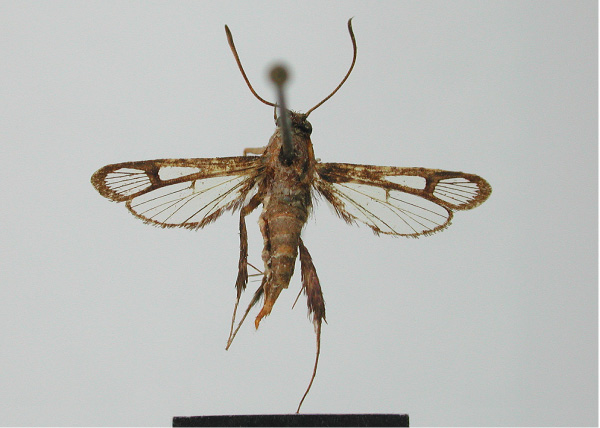 /filer/webapps/moths/media/images/M/modesta_Episannina_HT_MNHN.jpg