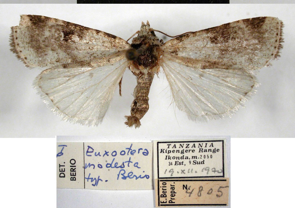 /filer/webapps/moths/media/images/M/modesta_Euxootera_HT_MSNM.jpg