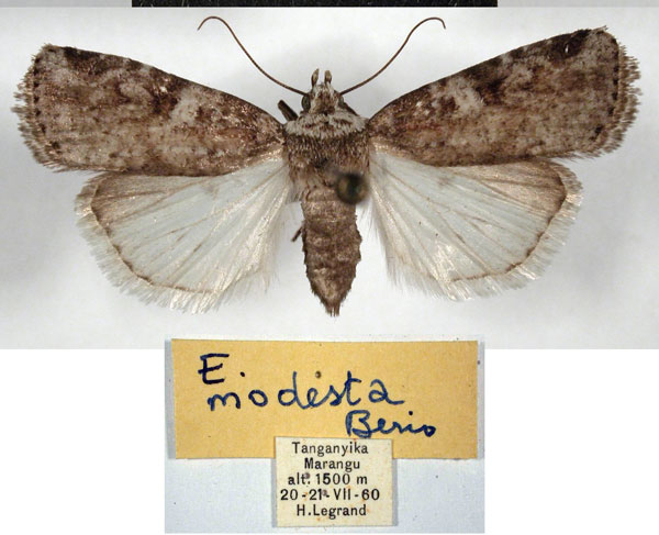 /filer/webapps/moths/media/images/M/modesta_Hermonassoides_AF_MSNM.jpg