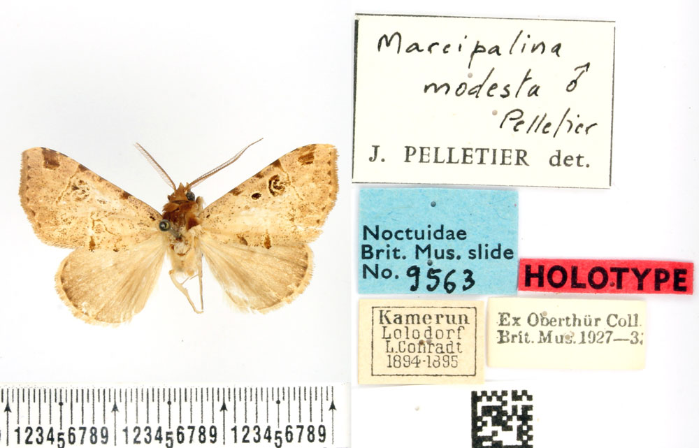 /filer/webapps/moths/media/images/M/modesta_Marcipalina_HT_BMNH.jpg