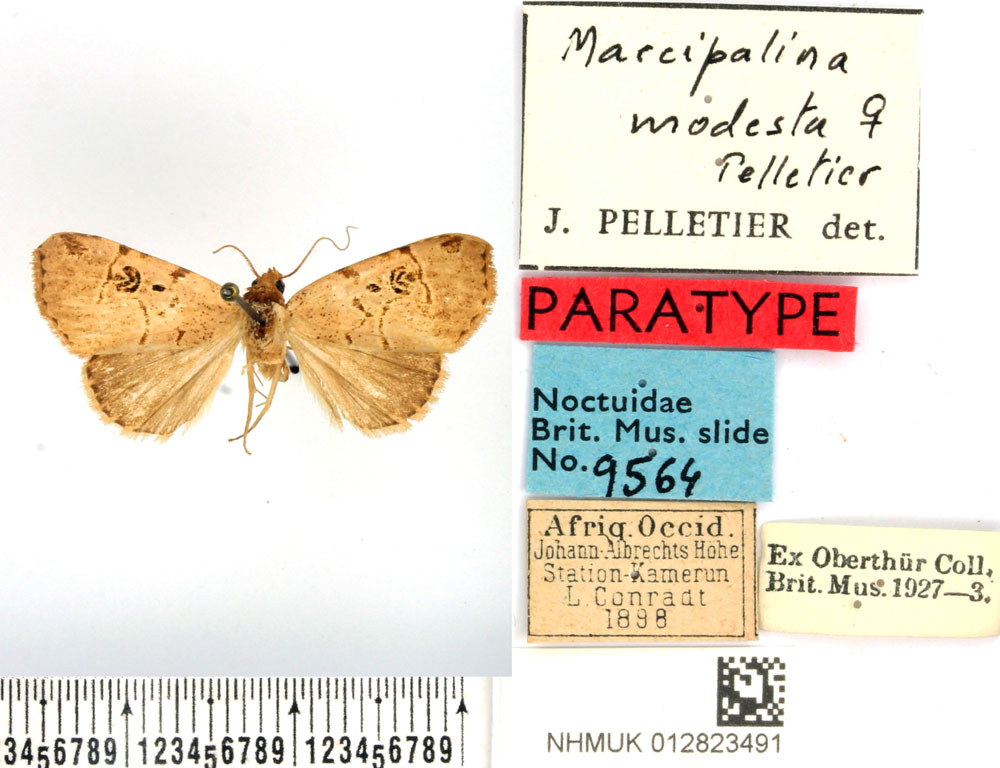 /filer/webapps/moths/media/images/M/modesta_Marcipalina_PTF_BMNH.jpg