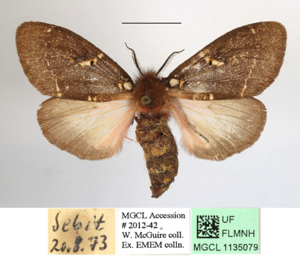 /filer/webapps/moths/media/images/M/modesta_Morasa_AF_MGCLa_02.JPG