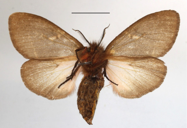 /filer/webapps/moths/media/images/M/modesta_Morasa_AF_MGCLb_02.JPG
