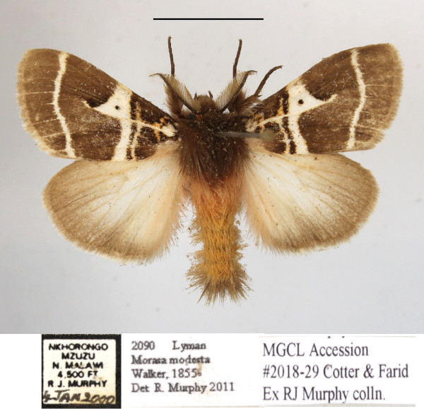 /filer/webapps/moths/media/images/M/modesta_Morasa_AM_MGCLa_01.JPG