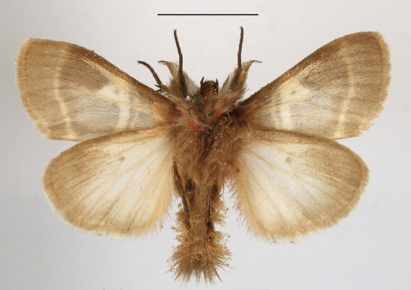 /filer/webapps/moths/media/images/M/modesta_Morasa_AM_MGCLb_01.JPG