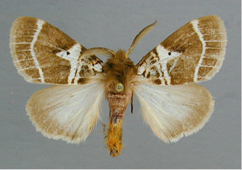 /filer/webapps/moths/media/images/M/modesta_Morasa_A_RMCA_01.jpg