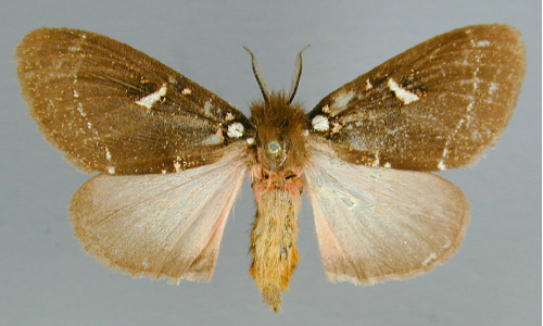 /filer/webapps/moths/media/images/M/modesta_Morasa_A_RMCA_02.jpg