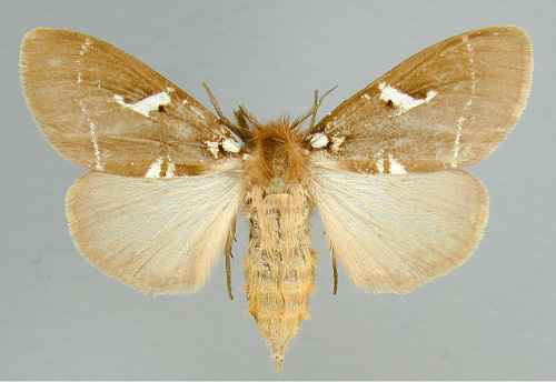 /filer/webapps/moths/media/images/M/modesta_Morasa_A_RMCA_03.jpg