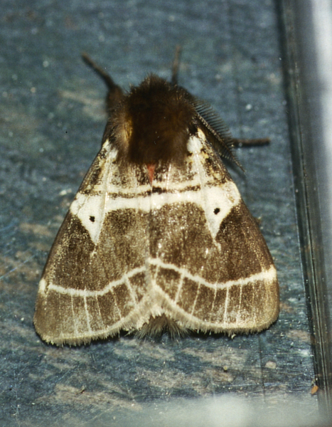 /filer/webapps/moths/media/images/M/modesta_Morasa_A_Roland_01.jpg