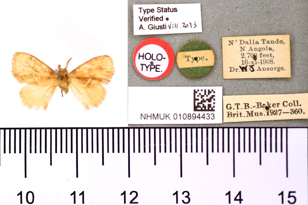 /filer/webapps/moths/media/images/M/modesta_Paraplectra_HT_BMNH.jpg