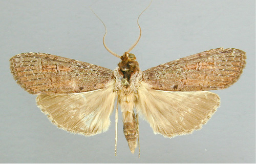 /filer/webapps/moths/media/images/M/modesta_Scrancia_A_RMCA_02.jpg