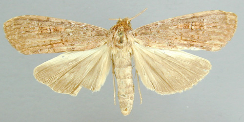 /filer/webapps/moths/media/images/M/modesta_Scrancia_A_RMCA_03.jpg
