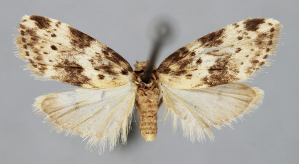 /filer/webapps/moths/media/images/M/modesta_Viettesia_A_BMNH.jpg