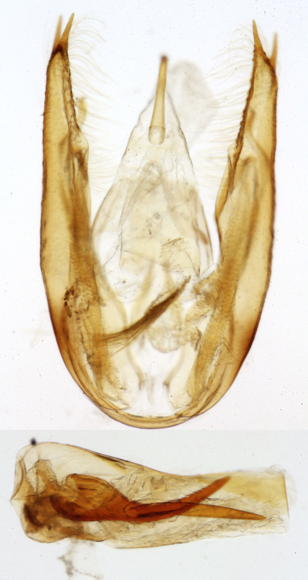 /filer/webapps/moths/media/images/M/modesta_Viettesia_GMHT_MNHN_6514.jpg