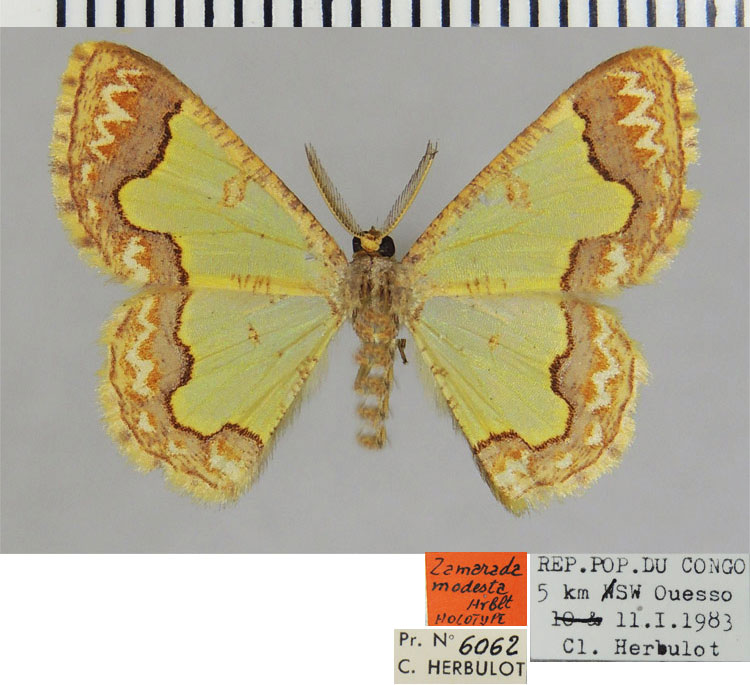 /filer/webapps/moths/media/images/M/modesta_Zamarada_HT_ZSMa.jpg