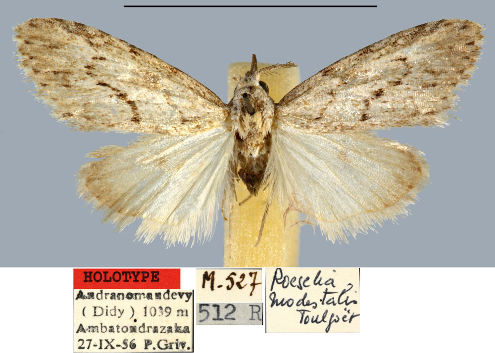 /filer/webapps/moths/media/images/M/modestalis_Roeselia_HT_MNHN.jpg
