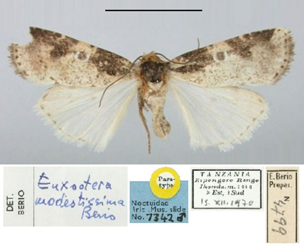 /filer/webapps/moths/media/images/M/modestissima_Euxootera_PT_BMNH.jpg