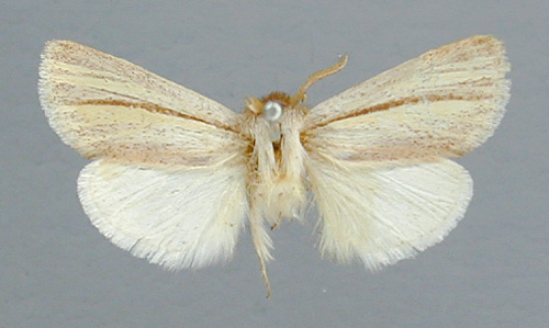 /filer/webapps/moths/media/images/M/modestus_Polienus_A_RMCA.jpg