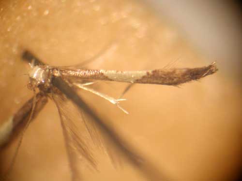 /filer/webapps/moths/media/images/M/modica_Caloptilia_PT_MNHN.jpg