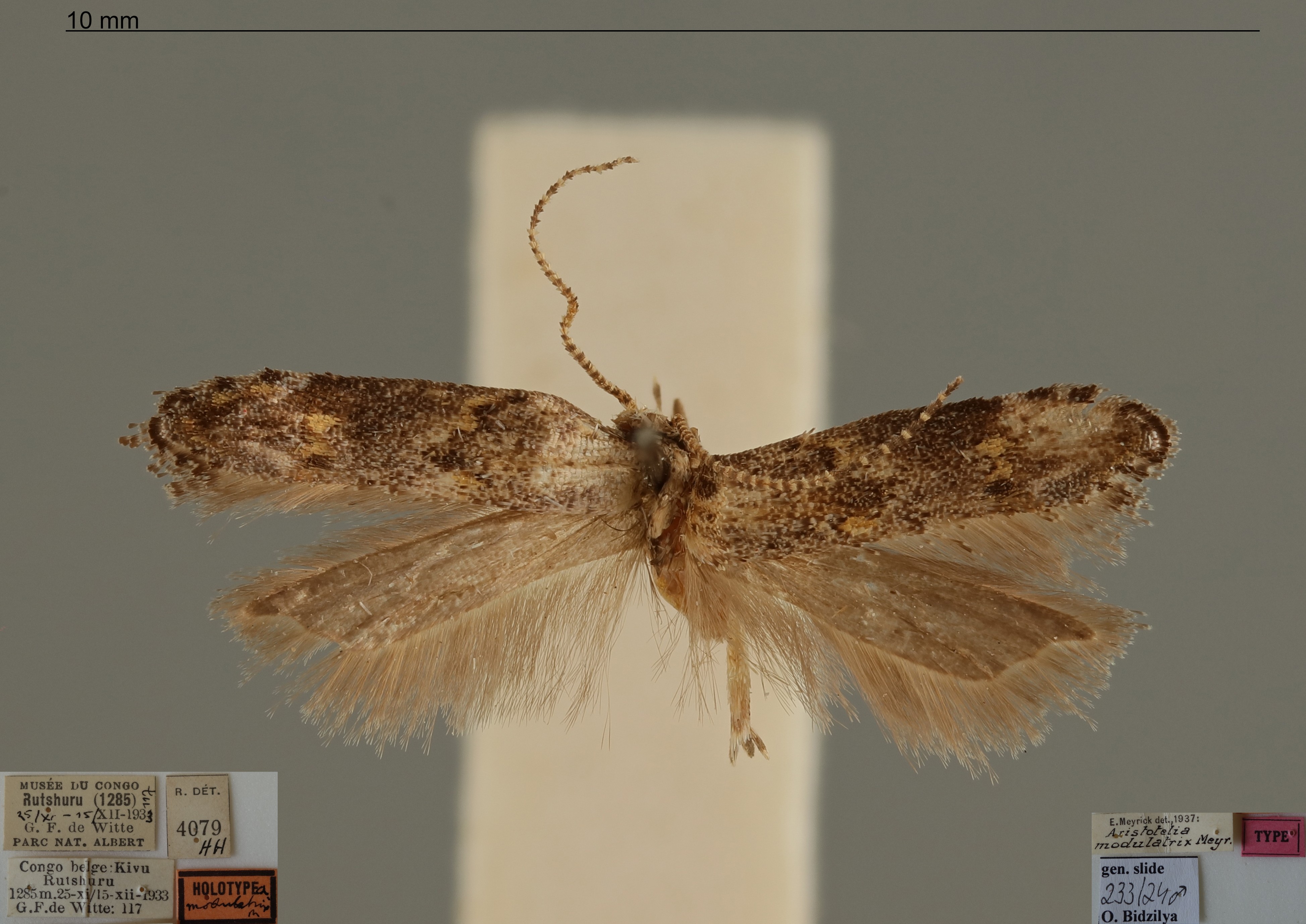 /filer/webapps/moths/media/images/M/modulatrix_Aristotelia_MHT_RMCA.jpg