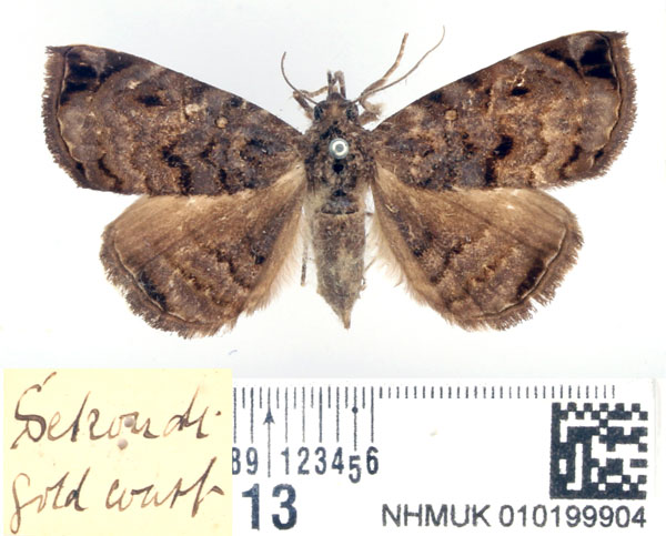 /filer/webapps/moths/media/images/M/moenasalis_Caryonopera_AF_BMNH.jpg