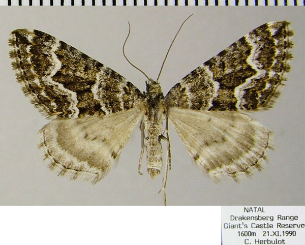 /filer/webapps/moths/media/images/M/moerdycki_Parortholitha_AF_ZSM.jpg
